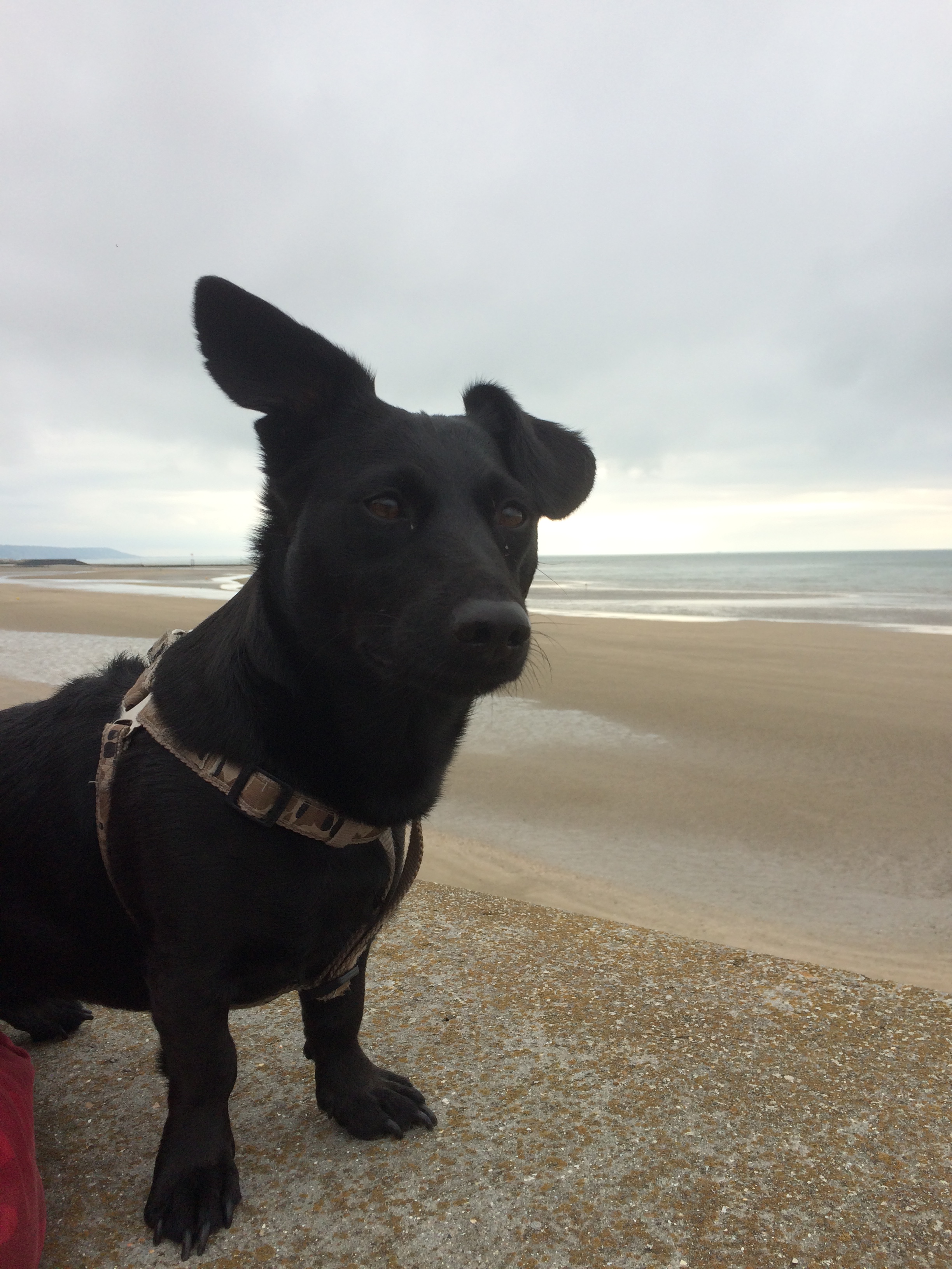 Molly - unklare Lahmheit hinten.JPG (2448 x 3264)